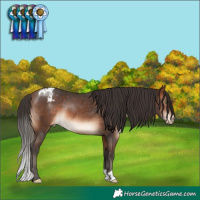 Horse Color:Brown Appaloosa Rabicano 