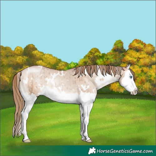 Horse Color:White Spotted Brown Pearl Dun Mushroom Splash Rabicano Brindle 