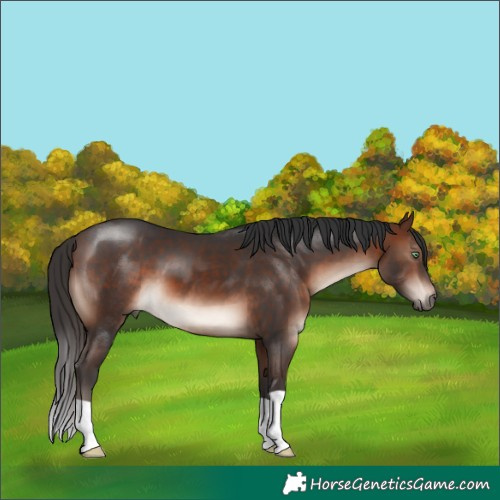 Horse Color:Brown Mushroom