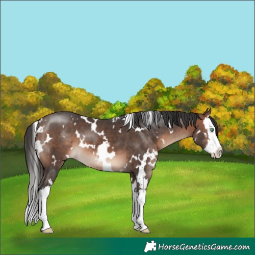 Horse Color:White Spotted Brown Mushroom Splash
