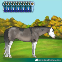 Horse Color:Grullo Mushroom Splash