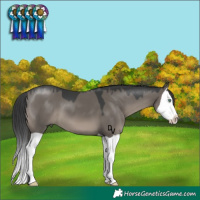 Horse Color:Grullo Mushroom Splash 