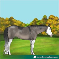 Horse Color:Grullo Mushroom Splash 
