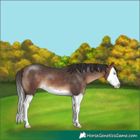 Horse Color:Brown Mushroom Splash 