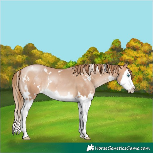 Horse Color:White Spotted Bay Pearl Mushroom Splash