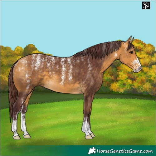 Horse Color:Powder White Chocolate Buckskin