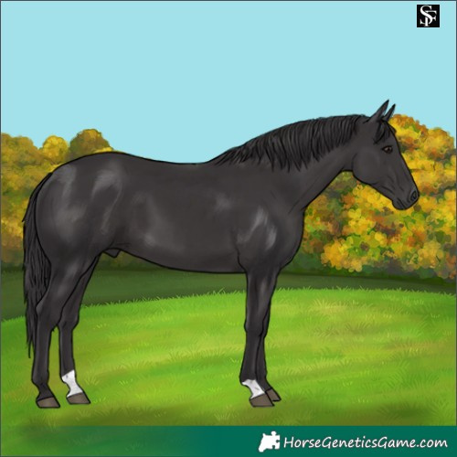Horse Color:Smoky Black