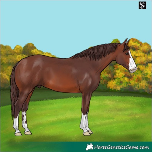 Horse Color:Chocolate Brown 