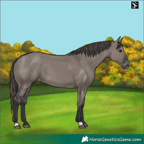 Horse Color:Grullo Varnish