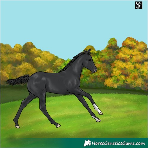 Horse Color:Black Appaloosa 
