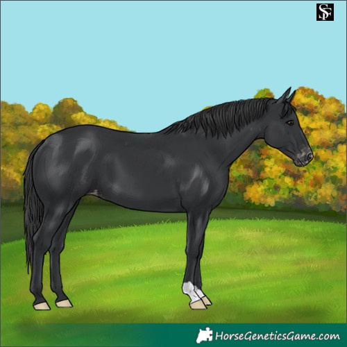 Horse Color:Black Appaloosa