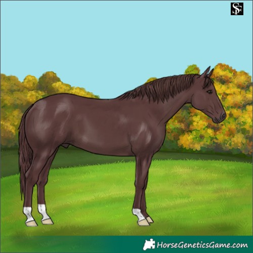 Horse Color:Chocolate Black 