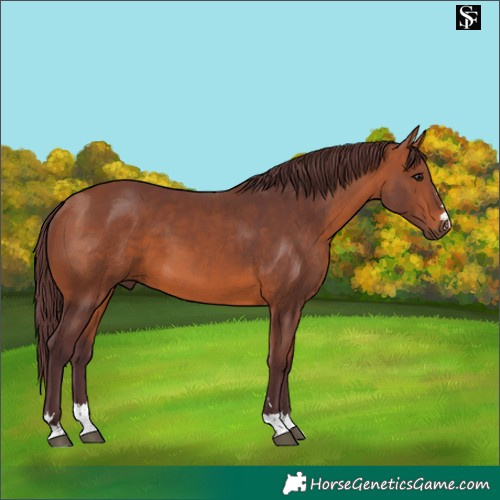 Horse Color:Chocolate Bay 