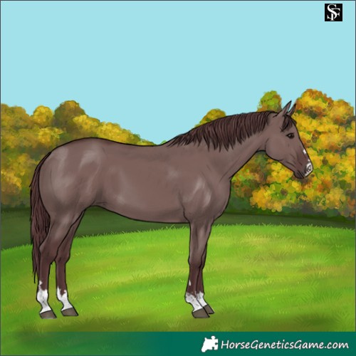 Horse Color:Chocolate Grullo