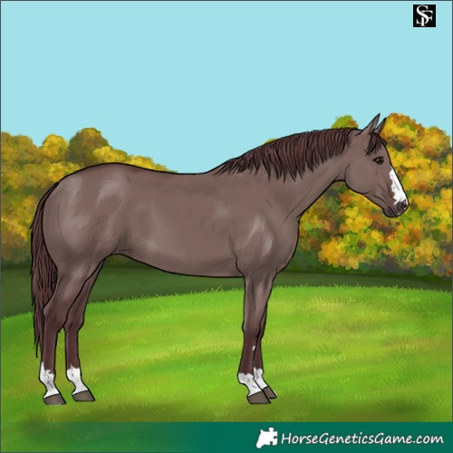 Horse Color:Platinum Chocolate Grullo 