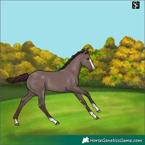 Horse Color:Platinum Chocolate Grullo 