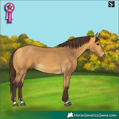 Horse Color:Chocolate Buckskin