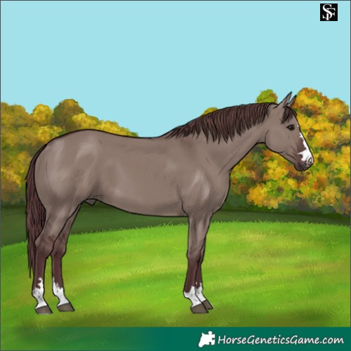 Horse Color:Chocolate Grullo