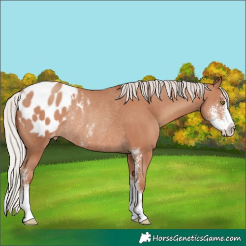 Horse Color:Silver Classic Champagne Sabino Blanket Rabicano