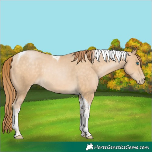 Horse Color:Brown Tobiano