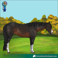 Horse Color:Gray White Spotted Brown 