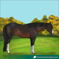 Horse Color:Gray White Spotted Brown 