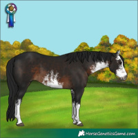 Horse Color:Gray White Spotted Brown