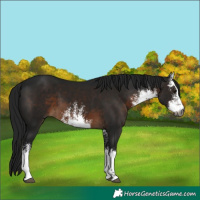 Horse Color:Gray White Spotted Brown
