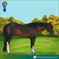 Horse Color:Gray White Spotted Brown
