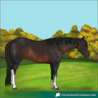 Horse Color:Gray White Spotted Brown 