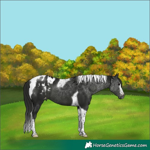 Horse Color:Gray Black Tobiano Appaloosa 