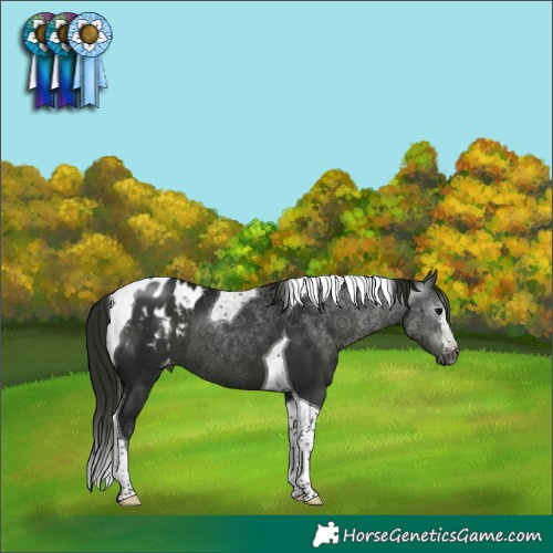Horse Color:Gray Black Tobiano Appaloosa 