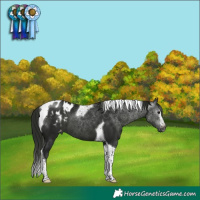 Horse Color:Gray Black Tobiano Appaloosa 