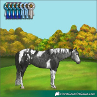 Horse Color:Gray Black Tobiano Blanket