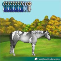 Horse Color:Gray Black Tobiano Blanket 