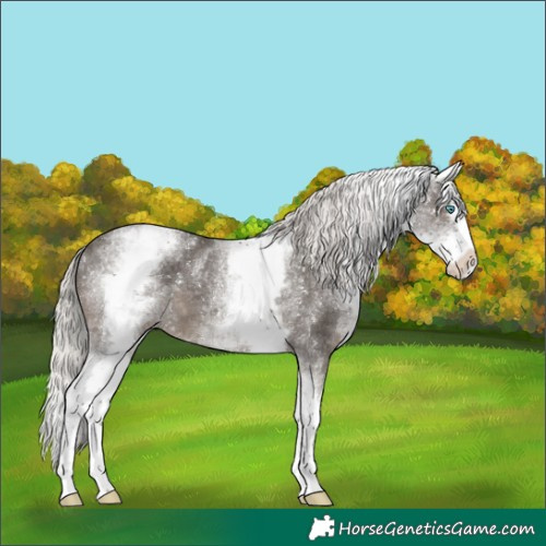 Horse Color:White Spotted Silver Black Splash 