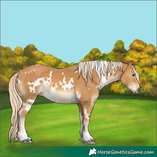 Horse Color:White Spotted Palomino 