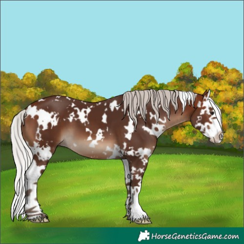 Horse Color:White Spotted Silver Brown Splash 