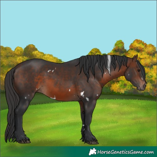 Horse Color:White Spotted Brown 
