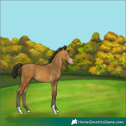 Horse Color:Gray Amber Cream Champagne 