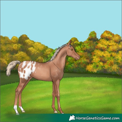 Horse Color:Gold Champagne Appaloosa 