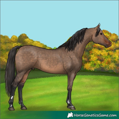Horse Color:Bay Dun 