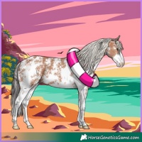 Horse Color:Bay Sabino Rabicano