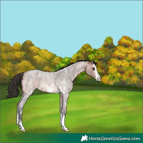 Horse Color:Unknown 