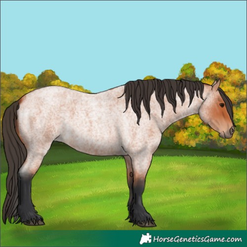 Horse Color:Bay Roan 