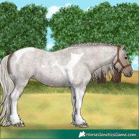 Horse Color:Silver Grullo Roan Tobiano