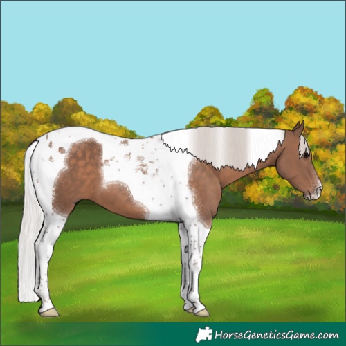 Horse Color:Silver Black Tobiano 