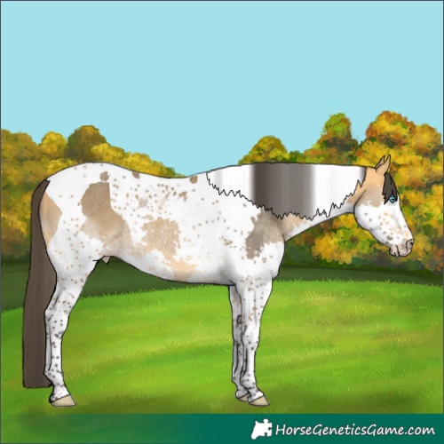 Horse Color:Buckskin Splash Tobiano Rabicano