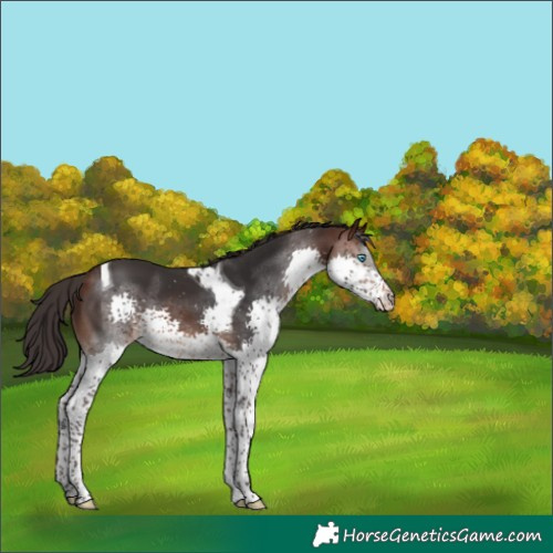 Horse Color:Brown Splash Tobiano