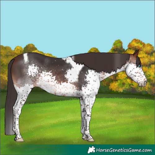 Horse Color:Brown Splash Tobiano